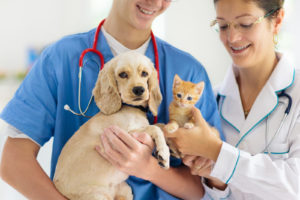 Protect Your Pet With Pet Insurance Malden Solutions