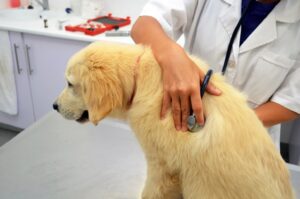 Your Most Pressing Pet Insurance Questions Answered