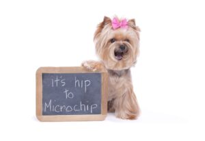 malden solutions pet insurance policy malden solutions pet insurance policy